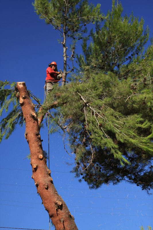 Pine Needle Removal detail