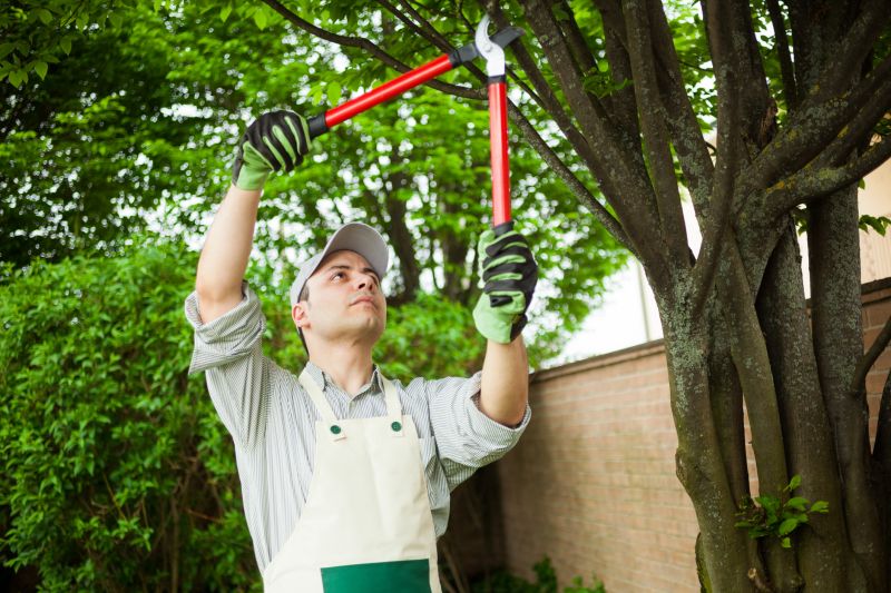 Local Pine Needle Removal pros at work